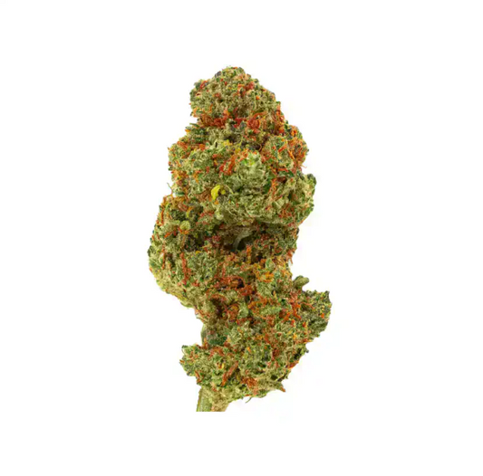 Super Lemon cannabis bud med grønne nuancer og orange pistiller fotograferet i close-up fra frontvinkel på hvid baggrund.
